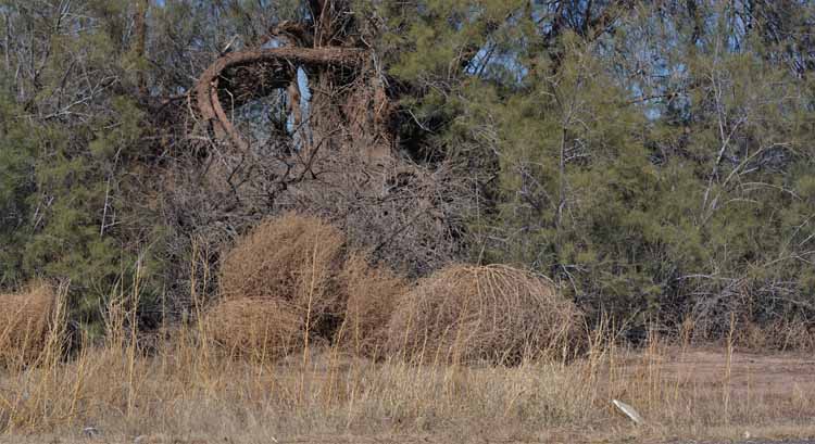 tumbleweed